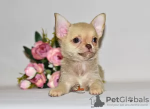 Zdjęcie №1. chihuahua (rasa psów) - na sprzedaż w Москва | 2063zł | Zapowiedź №32609