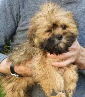 Zdjęcie №1. lhasa apso - na sprzedaż w Zürich | 1581zł | Zapowiedź №13697