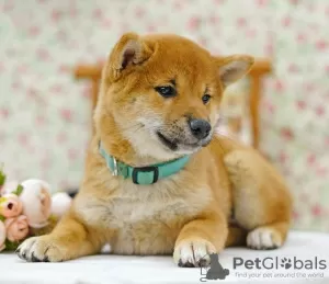 Dodatkowe zdjęcia: Shiba Inu. Szczenięta