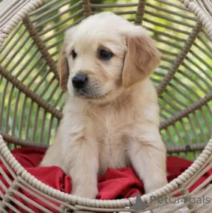 Zdjęcie №3. Dostępne są urocze szczenięta golden retrievera. Niemcy