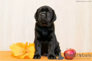 Dodatkowe zdjęcia: Szczenięta Labrador Retriever