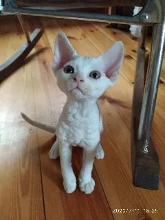 Zdjęcie №1. devon rex - na sprzedaż w Mińsk | 2238zł | Zapowiedź № 7175