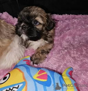 Zdjęcie №1. shih tzu - na sprzedaż w Nowy Jork | 1030zł | Zapowiedź №82236