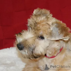 Zdjęcie №1. irish soft coated wheaten terrier - na sprzedaż w Tallinn | negocjowane | Zapowiedź №86262