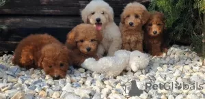 Dodatkowe zdjęcia: Szczenięta Pudla i Maltipoo