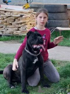 Dodatkowe zdjęcia: Cane Corso szczenięta na sprzedaż