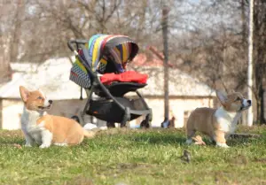 Dodatkowe zdjęcia: Szczenięta Welsh Corgi Pembroke.