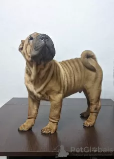 Dodatkowe zdjęcia: Brutalny szczeniak Shar Pei