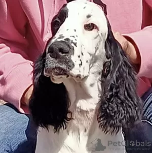 Zdjęcie №4. Sprzedam springer spaniel angielski w Petersburg. prywatne ogłoszenie - cena - negocjowane