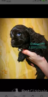 Zdjęcie №1. cocker spaniel amerykański - na sprzedaż w Самарканд | 1308zł | Zapowiedź №32390