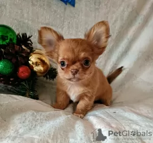 Zdjęcie №3. Chłopcy z rodowodem Chihuahua. Białoruś