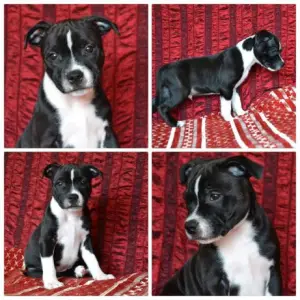 Dodatkowe zdjęcia: Szczenięta Staffordshire Bull Terrier