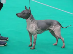 Zdjęcie №2 do zapowiedźy № 2572 na sprzedaż  american hairless terrier - wkupić się Federacja Rosyjska od żłobka