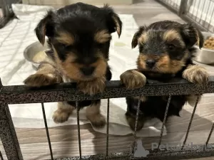 Zdjęcie №1. yorkshire terrier - na sprzedaż w Pieksämäen maalaiskunta | 1423zł | Zapowiedź №123458