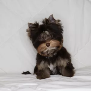 Zdjęcie №1. yorkshire terrier biewer - na sprzedaż w Mińsk | Negocjowane | Zapowiedź №4669