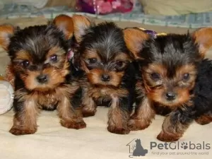 Zdjęcie №1. yorkshire terrier - na sprzedaż w Дублин | negocjowane | Zapowiedź №92908