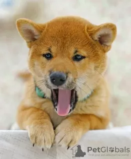 Zdjęcie №3. Shiba Inu. Szczenięta. Federacja Rosyjska