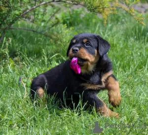 Zdjęcie №3. Szczeniak rottweilera - Viana Tanarotti. Białoruś