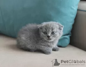 Zdjęcie №1. scottish fold - na sprzedaż w Fort Lauderdale | 1030zł | Zapowiedź № 100115