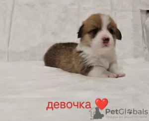 Zdjęcie №3. Szczenięta Pembroke Welsh Corgi. Federacja Rosyjska