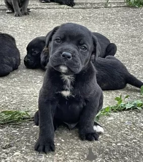 Zdjęcie №3. Cane Corso szczenięta. Serbia