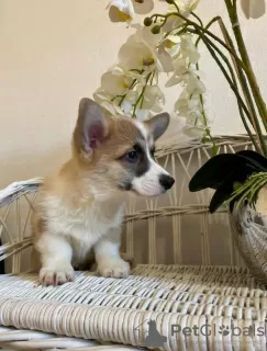 Dodatkowe zdjęcia: Welpen von Corgi