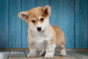 Zdjęcie №2 do zapowiedźy № 1844 na sprzedaż  welsh corgi - wkupić się Federacja Rosyjska prywatne ogłoszenie