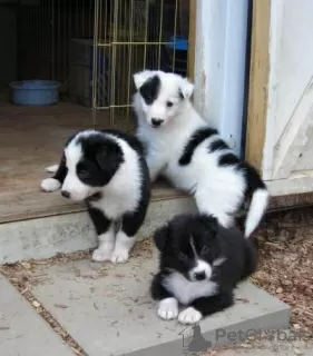 Zdjęcie №1. border collie - na sprzedaż w Chemnitz | 718zł | Zapowiedź №129357