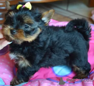 Zdjęcie №3. Yorkshire Terrier piesek i suczka. Polska