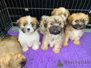 Zdjęcie №1. lhasa apso - na sprzedaż w Eindhoven | 1549zł | Zapowiedź №46196