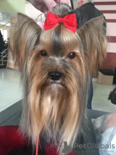 Dodatkowe zdjęcia: Szczenię rasy Yorkshire Terrier (standard)