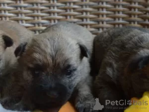 Zdjęcie №1. cairn terrier - na sprzedaż w Bucharest | 1256zł | Zapowiedź №70065