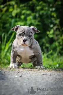 Zdjęcie №1. american bully - na sprzedaż w Witebsk | 5441zł | Zapowiedź №104063