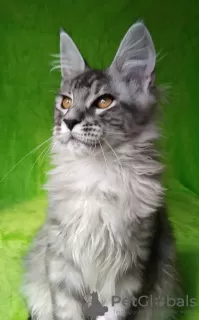 Dodatkowe zdjęcia: Maine Coon. Czarny dym.