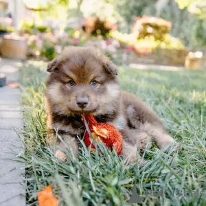 Zdjęcie №1. fiński lapphund - na sprzedaż w Bucharest | Bezpłatny | Zapowiedź №109541