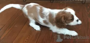 Dodatkowe zdjęcia: Szczenięta Cavalier King Charles Spaniel