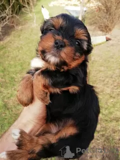 Zdjęcie №2 do zapowiedźy № 97667 na sprzedaż  yorkshire terrier biewer, yorkshire terrier - wkupić się Estonia 