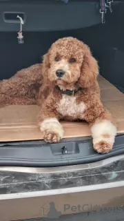 Dodatkowe zdjęcia: Labradoodle F1b