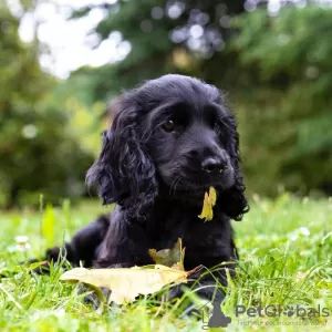 Zdjęcie №1. cocker spaniel amerykański - na sprzedaż w Region Hannover | Bezpłatny | Zapowiedź №105438