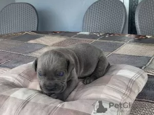 Zdjęcie №1. cane corso - na sprzedaż w Kragujevac | negocjowane | Zapowiedź №106778