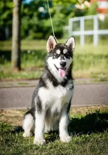 Zdjęcie №3. Alaskan Malamute Girl. Białoruś