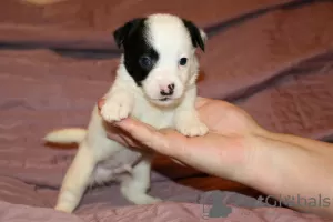 Dodatkowe zdjęcia: Szczenięta Jack Russell Terrier