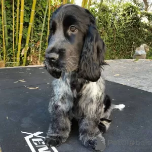 Zdjęcie №1. cocker spaniel angielski - na sprzedaż w Copenhague | 1465zł | Zapowiedź №83352