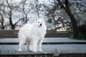 Dodatkowe zdjęcia: Szczeniaki Samoyed