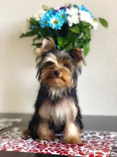 Zdjęcie №1. yorkshire terrier - na sprzedaż w Petersburg | 1210zł | Zapowiedź №2638