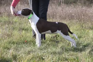 Dodatkowe zdjęcia: Dziewczyna APBT