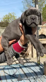 Zdjęcie №1. cane corso - na sprzedaż w Châtelet | 2575zł | Zapowiedź №55885