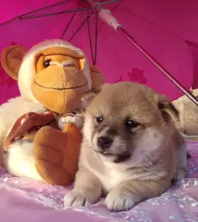 Zdjęcie №3. Shiba Inu szczeniak. Federacja Rosyjska