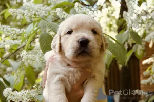 Zdjęcie №1. golden retriever - na sprzedaż w Москва | 3610zł | Zapowiedź №49068