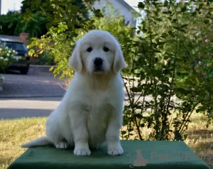 Zdjęcie №3. Sprzedam szczenięta Golden Retriever PRA 1, PRA 2,ICHT. czysto. Ukraina